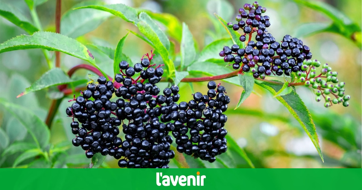 Our garden specialist Marc Knaepen tells you all about the elderberry, this star of biodiversity